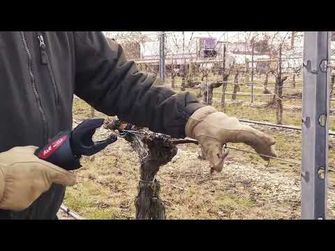 Infaco A3M Tying Machine at Coia Vineyards