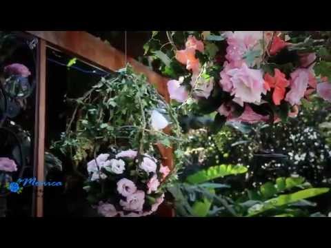 download lagu mp3 mp4 Chacara Larsson, download lagu Chacara Larsson gratis, unduh video klip Chacara Larsson