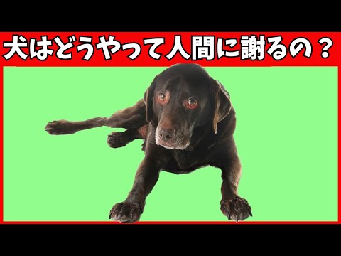 犬は人間を真に判断するのです