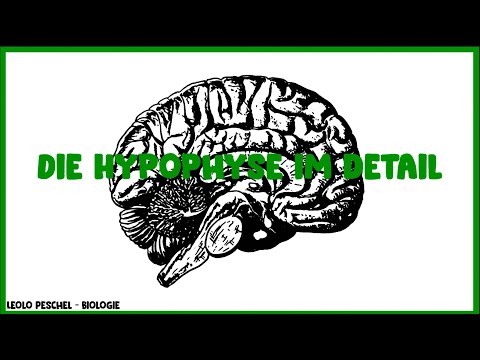 Die Hypophyse im Detail