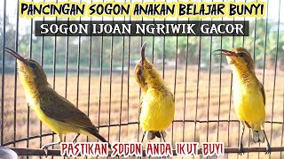 Download lagu PANCINGAN SOGON ANAKAN BELAJAR BUNYI‼ SOGON IJOAN GACOR AMPUH UNTUK PANCINGAN SOGON BAHAN mp3