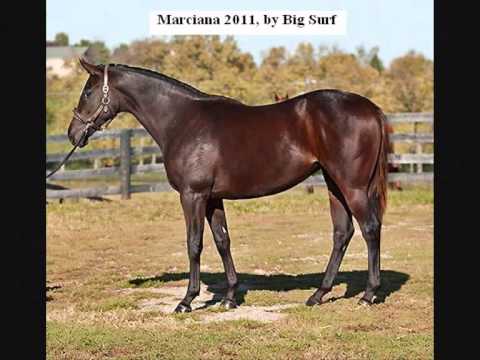 Royal Pegasus Stallions