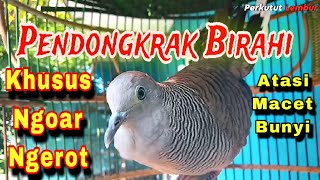 Download lagu Pancingan Burung Perkutut khusus suara Ngerot Ngoar bekur Ampuh atasi macet bunyi mp3 Download lagu Pancingan Burung Perkutut khusus suara Ngerot Ngoar bekur Ampuh atasi macet bunyi mp3