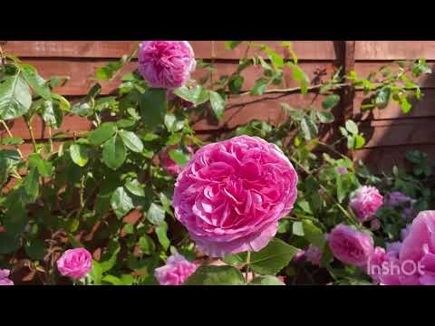 Top 5 Performing David Austin rose in my garden 2023