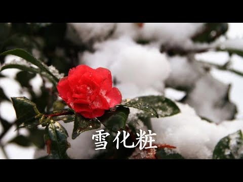 雪化粧　テレサ・テン