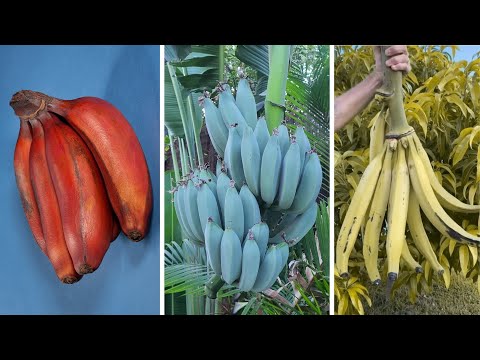 15 Strange Bananas That Will Blow Your Mind