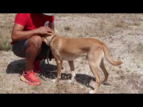 Vídeo de MOISES