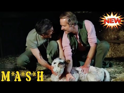M*A*S*H Full Episode | Season 12 Ep 11 - Follies of the Living Conc | Best Comedy & Drama Movie 2025
