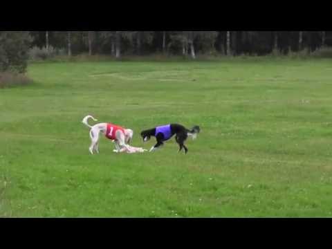 Hyvinkää 30.7.16 Start34 Red:Aziz Mitra Blue:Zarabis Raidah