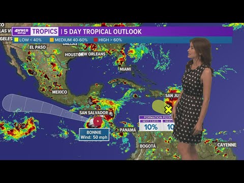 Tropical Malawi Flakes 11l video