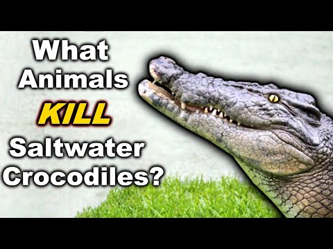 6 Animals That Can DEFEAT A Saltwater Crocodile
