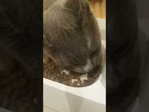 Bubbles the cat eating food. Russian Blue. chat gato Кот חתול Katze 貓 고양이 قط Please subscribe.