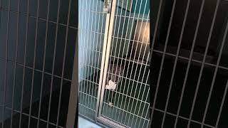 Video preview image #1 Mutt Puppy For Sale in Pasadena, CA, USA