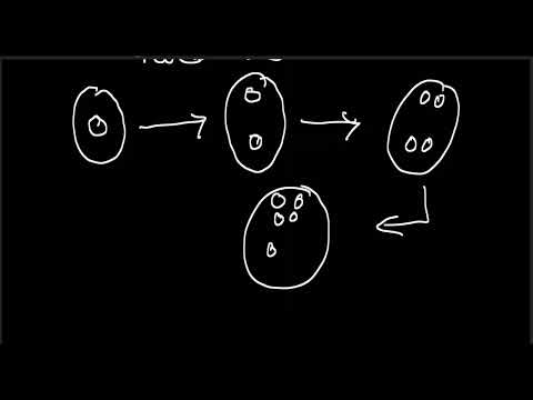 The stepwise process of megasporogenesis in flowering plants is explained in the video.