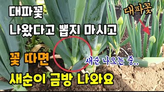대파꽃따는이유 대파꽃을 빨리 따주면 새순이 금방 나와요 대파 부추처럼 잘라 키워보세요.