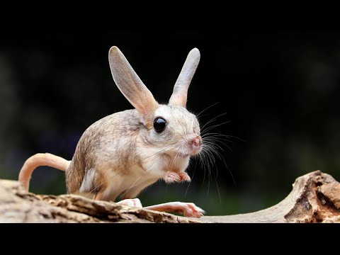 Long-Eared Jerboas: Nature's Desert Acrobats!