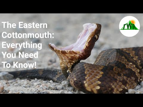 The Cottonmouth Snake: Everything You Need To Know! (4K)