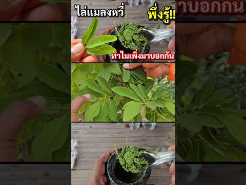 Why did I just find out!! You can easily repel flies in just 1 minute. Flies, flies, and mosquito...