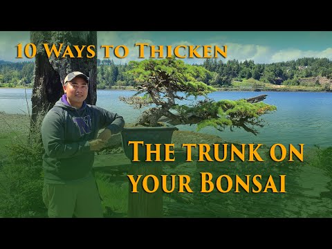 10 Ways to increase the size of your Bonsai Trunks