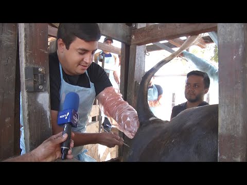 Em José de Freitas, criadores do estado aprendem nova técnica de inseminação artificial 31 07 20