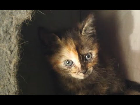 Малышка Агата