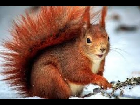 The Secret Life of Squirrels 🐿️