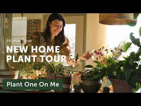 NEW COTTAGE Houseplant Home Tour — Ep. 345