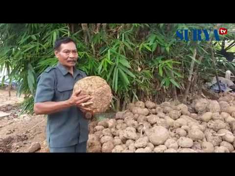 Bir perut dan potensi Video Malyshev tentang impotensi