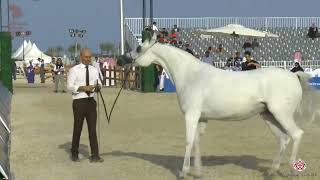 Download lagu N163 FS COCO CHANEL - Asharqia Arabian Horse Classic 2020 - Mares 10 Years Old (Class 6) mp3 Download lagu N163 FS COCO CHANEL - Asharqia Arabian Horse Classic 2020 - Mares 10 Years Old (Class 6) mp3