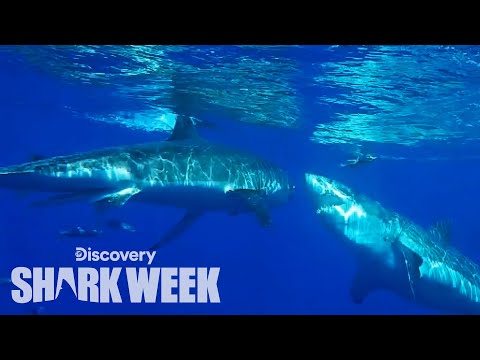 Great White Attacks Another Shark! | Shark Week
