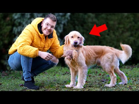 UNSER HUND LUCKY ist endlich in DEUTSCHLAND !!! (Die ANKUNFT)