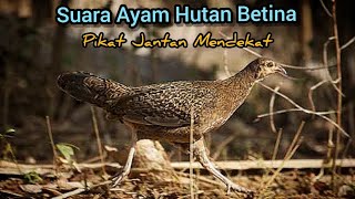 Download lagu FEMALE JUNGLEFOWL SOUND | SUARA AYAM HUTAN HIJAU BETINA GACOR  mp3 Download lagu FEMALE JUNGLEFOWL SOUND | SUARA AYAM HUTAN HIJAU BETINA GACOR  mp3