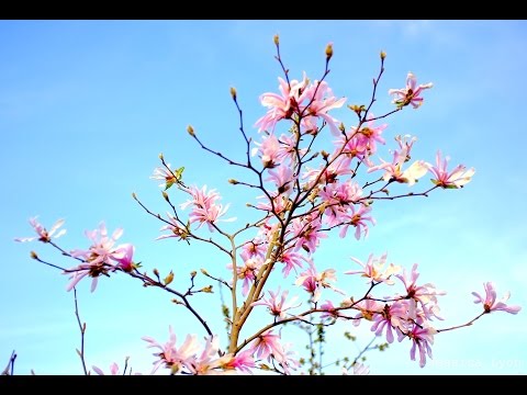 Göra Avläggare / avlöpare - Växtföröka genom att lägga avläggare i din trädgård