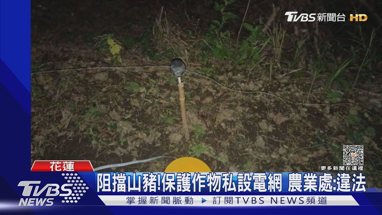 拜託快醒來!頭目打獵誤觸電網 不幸身亡
