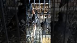 Download lagu BURUNG PUNGLOR SISIK mp3