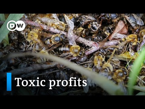 , title : 'Bayer and the bees | DW Documentary'