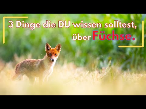 Wie du jetzt Füchse finden kannst und 3 Dinge die du über Füchse wissen solltest