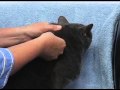 Giving an Injection to a Cat 