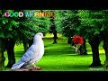 Good Morning Video