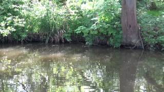 HENFOLD LAKES, DORKING, SURREY ANGLERS MAIL TACTICAL BRIEFINGS