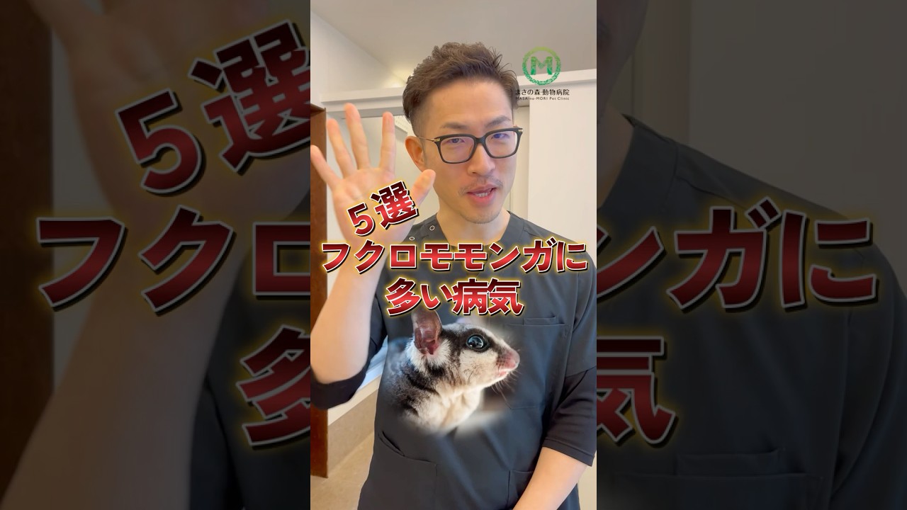 知らないと後悔するフクロモモンガの病気5選！獣医師が教える動物さんのこと！【フクロモモンガ編】#shorts