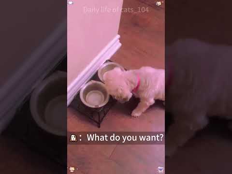 #funny #dogs #pet #dogscats#dogshorts #dog#doglover#doglife