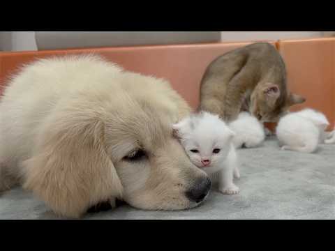 YouTube 썸네일