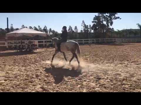Horizonte 8 anos, castrado  - Cavalos puro sangue Lusitanos - Coudelaria aguilar