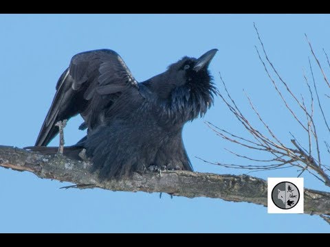 Common Raven