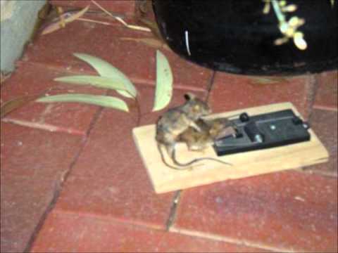 Grupo Porco de Grindcore Interpretativo - Sala6 (Hutt Cover)