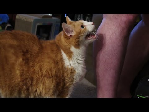 Cat Demands Dad To Watch Him Eat