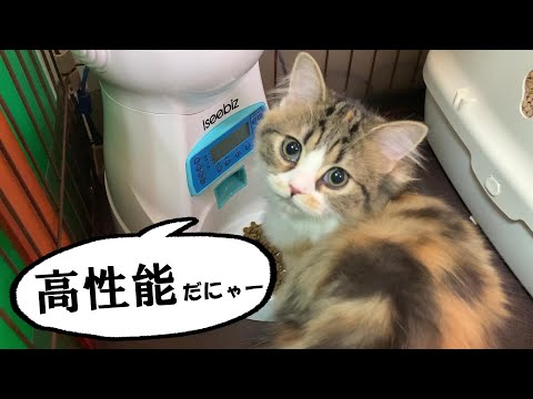 キャットフィーダーを高くするメリット