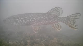 Ice Fishing For Northern Pike (Underwater Camera)