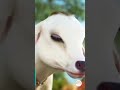 Cute Krishna Status Jai Shree Krishna Status Video